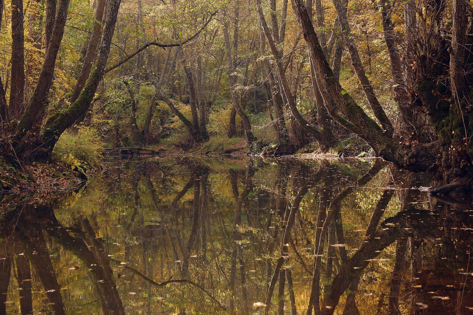 Reflejos