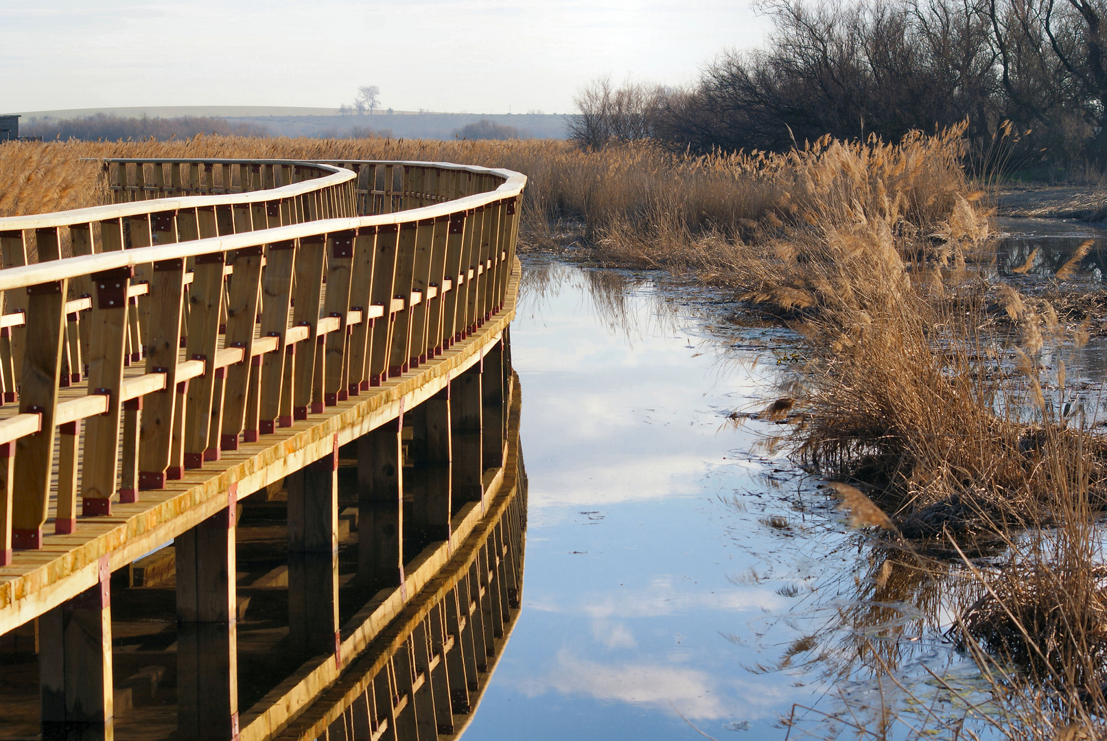 reflejos