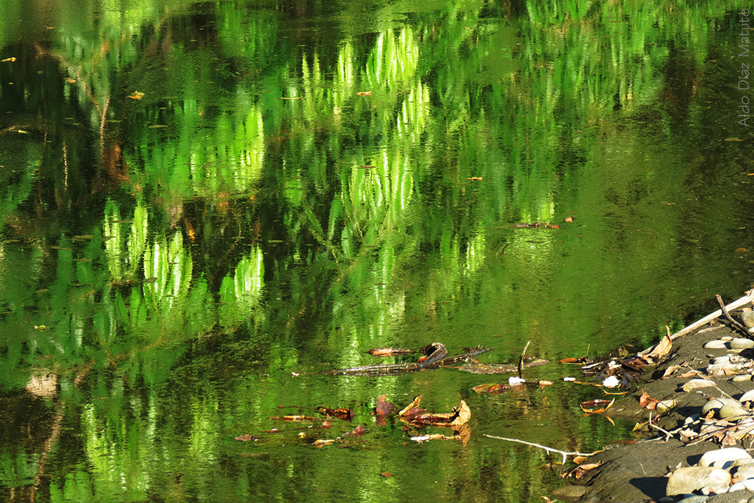 Reflejos