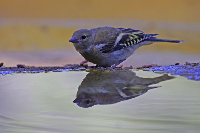 Reflejos