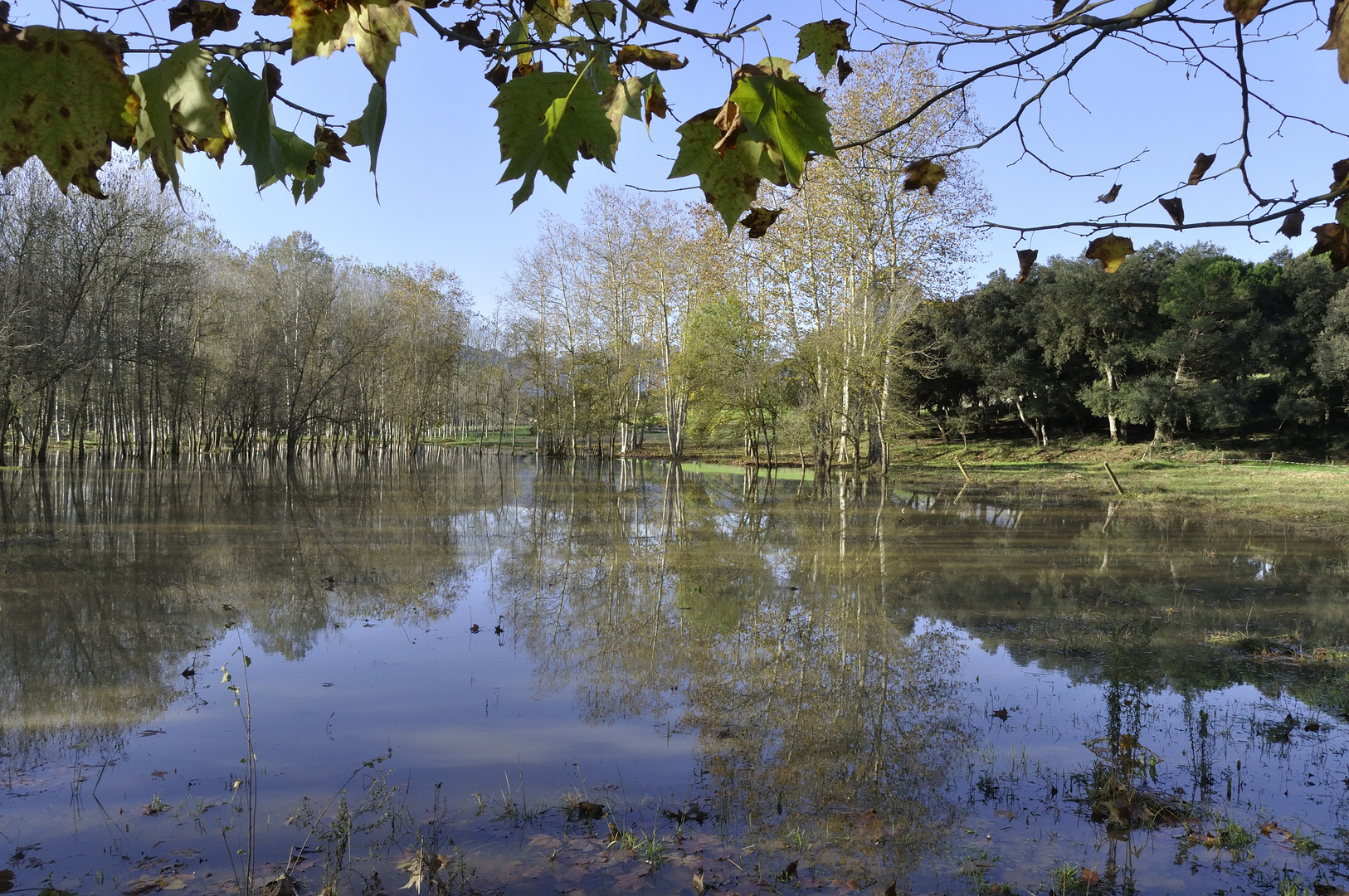 reflejos