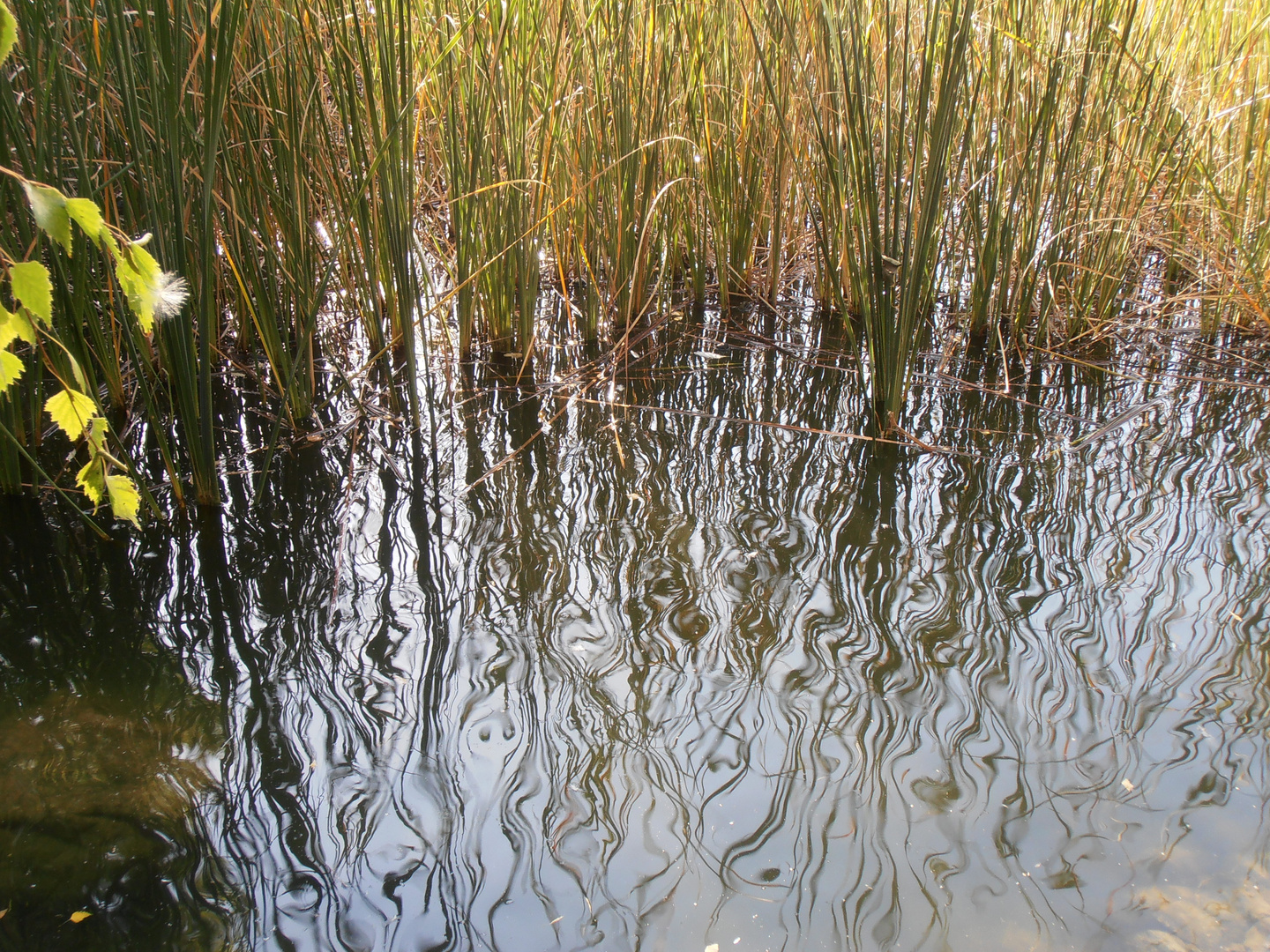 Reflejos