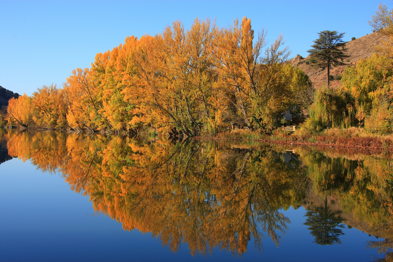 REFLEJOS