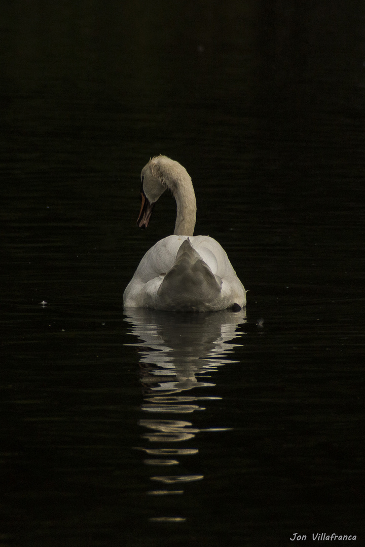 Reflejos