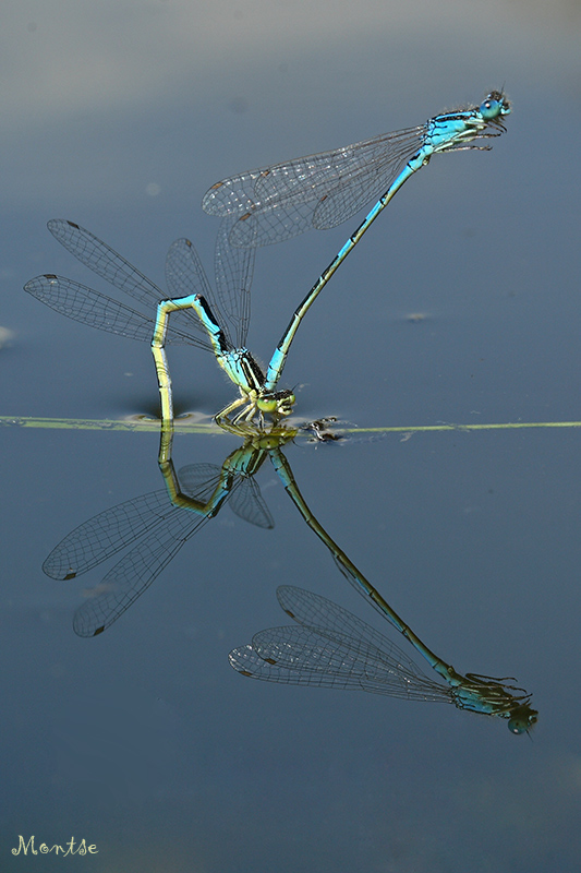 Reflejos