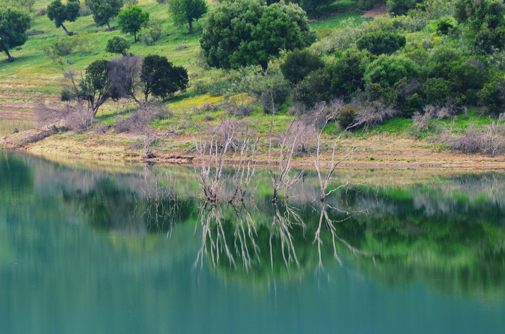 Reflejos