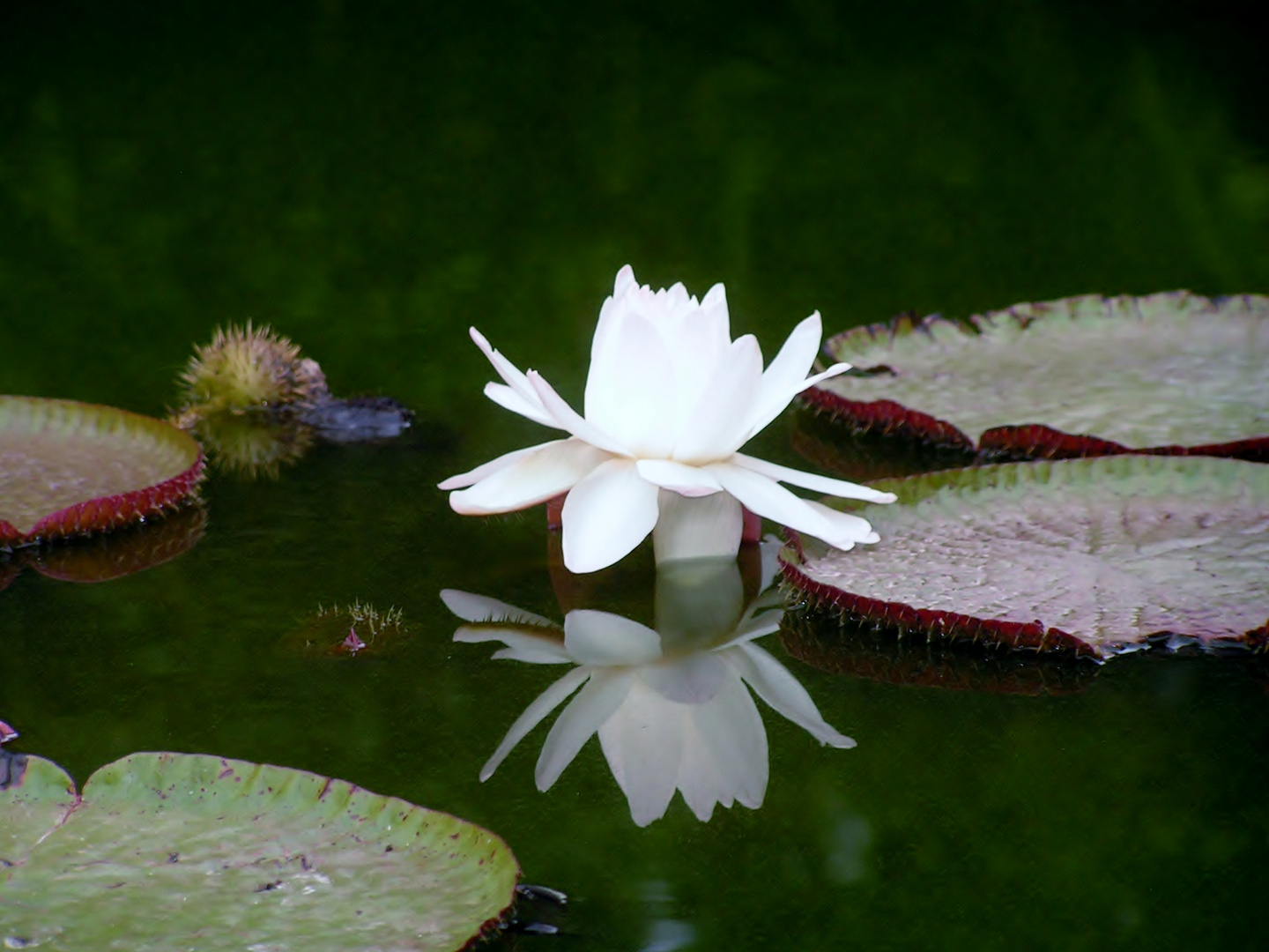 Reflejos