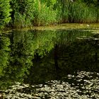 Reflejos con patos