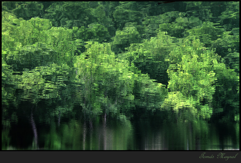 Reflejos de Bosque