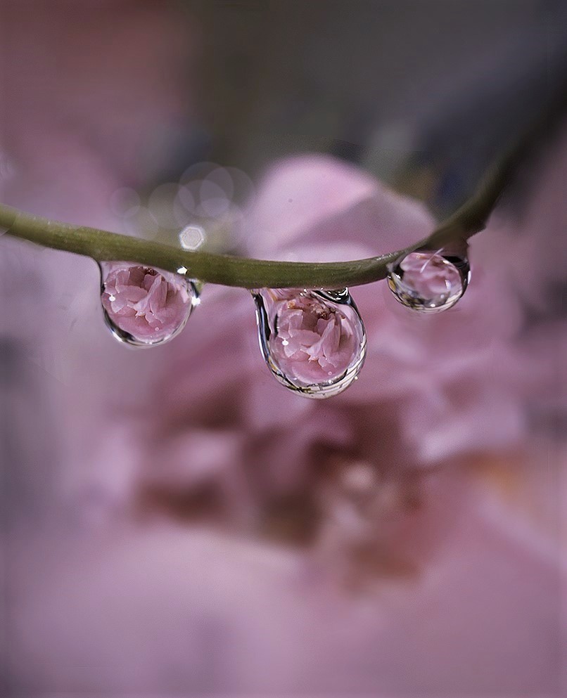  Reflejos de pequeñas rosas