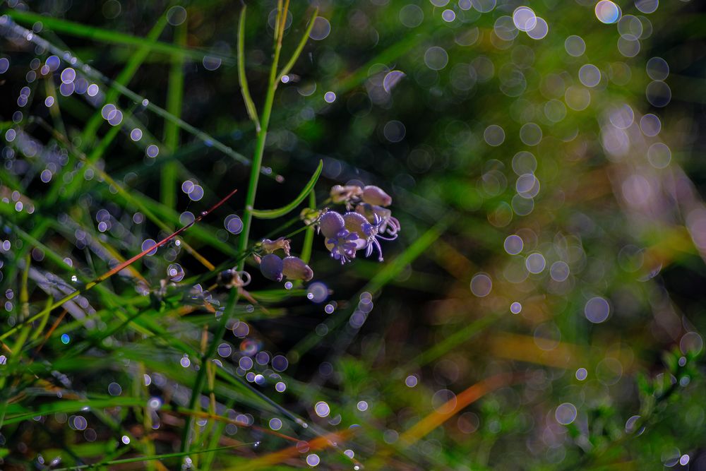 Reflejos de Primavera