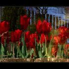 Reflejos de Tulipanes-Para Marta Martinez