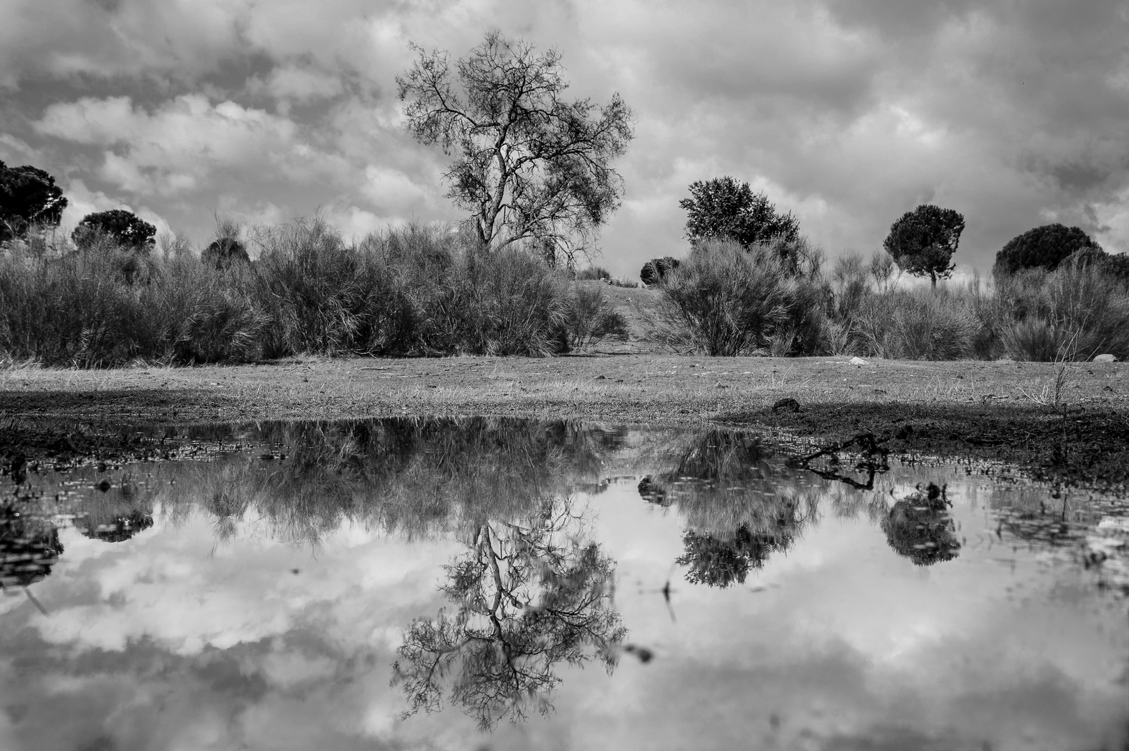 reflejos de un charco