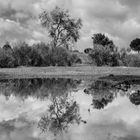 reflejos de un charco