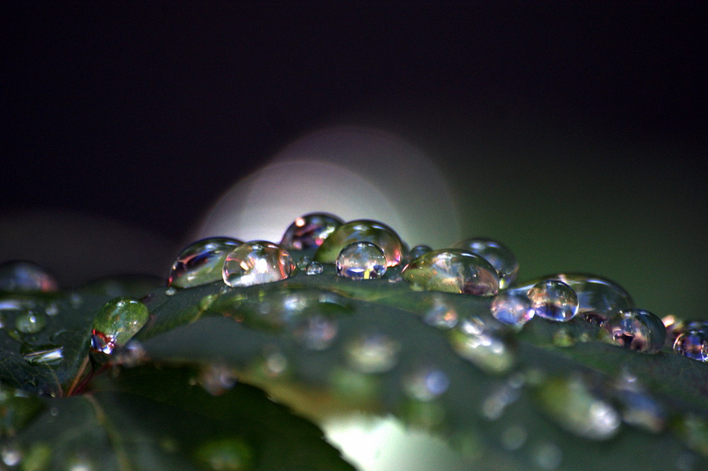 REFLEJOS DE UN ROSAL ( LA GOTAS DE AGUA REFLEJAN TODO UN MUNDO DE COLOR)