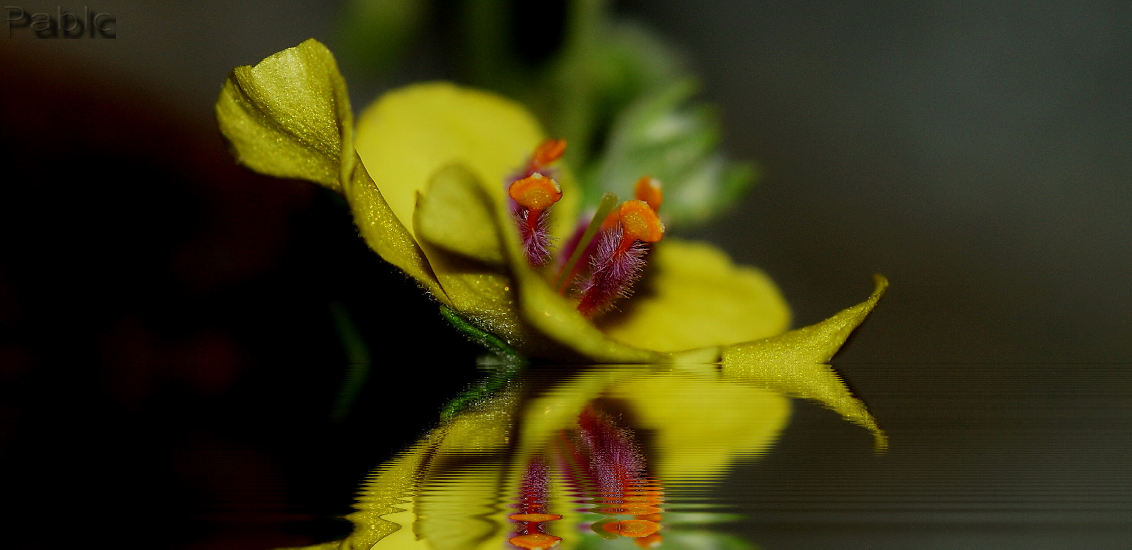 reflejos de una flor