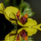 reflejos de una flor