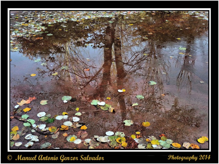 Reflejos del Bosque