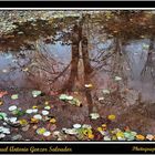 Reflejos del Bosque