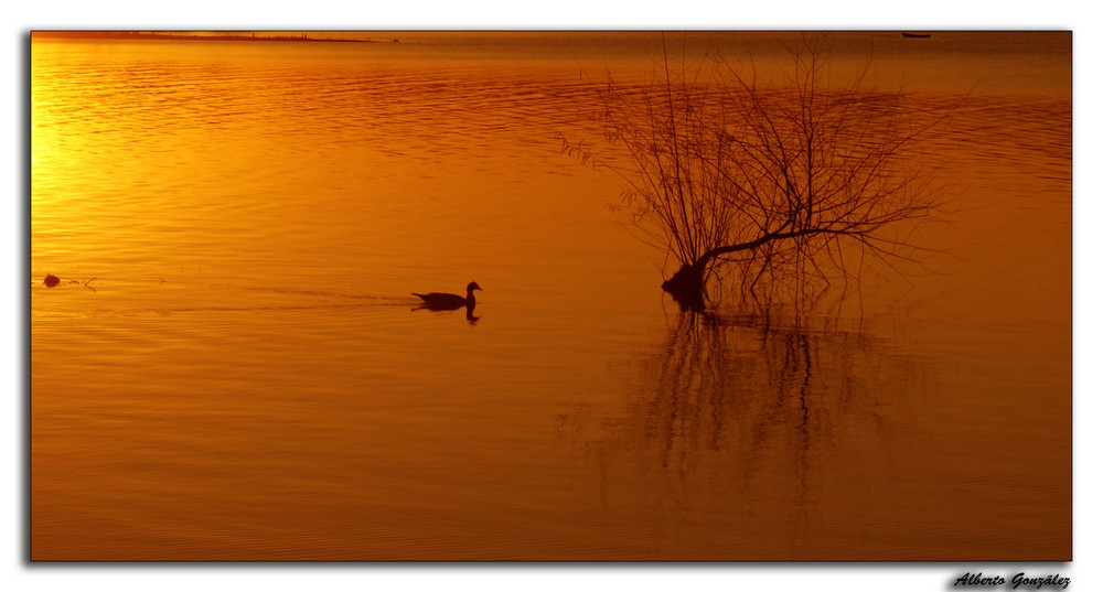 Reflejos dorados