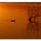 Reflejos dorados