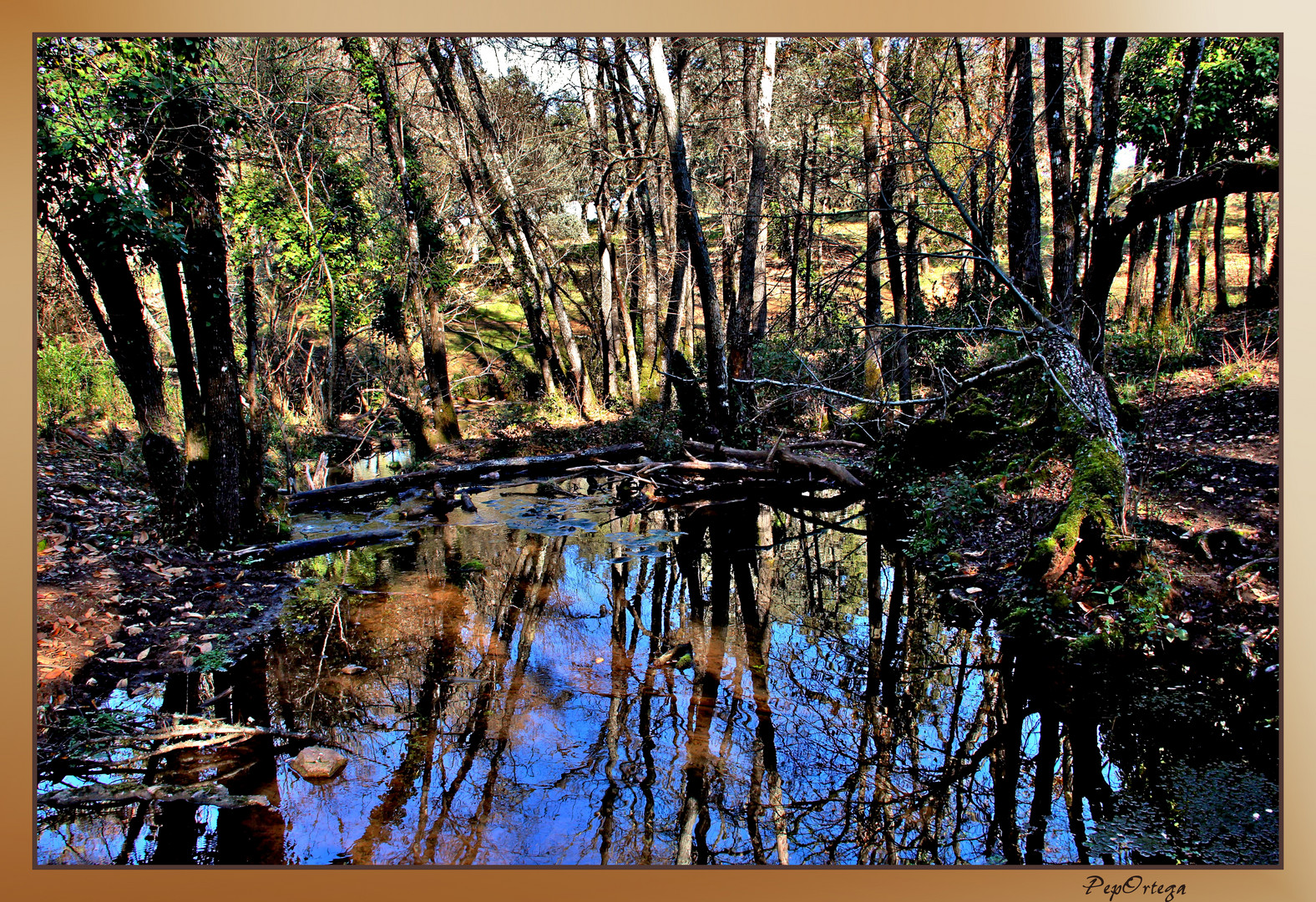 Reflejos en Arroyo Bejarano