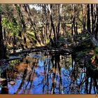 Reflejos en Arroyo Bejarano