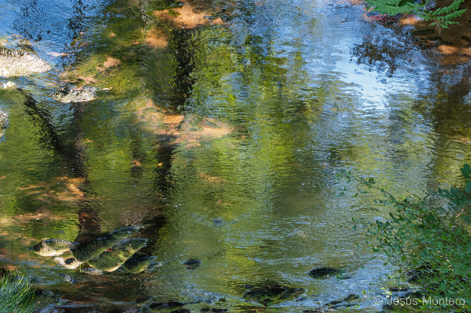 Reflejos en el agua