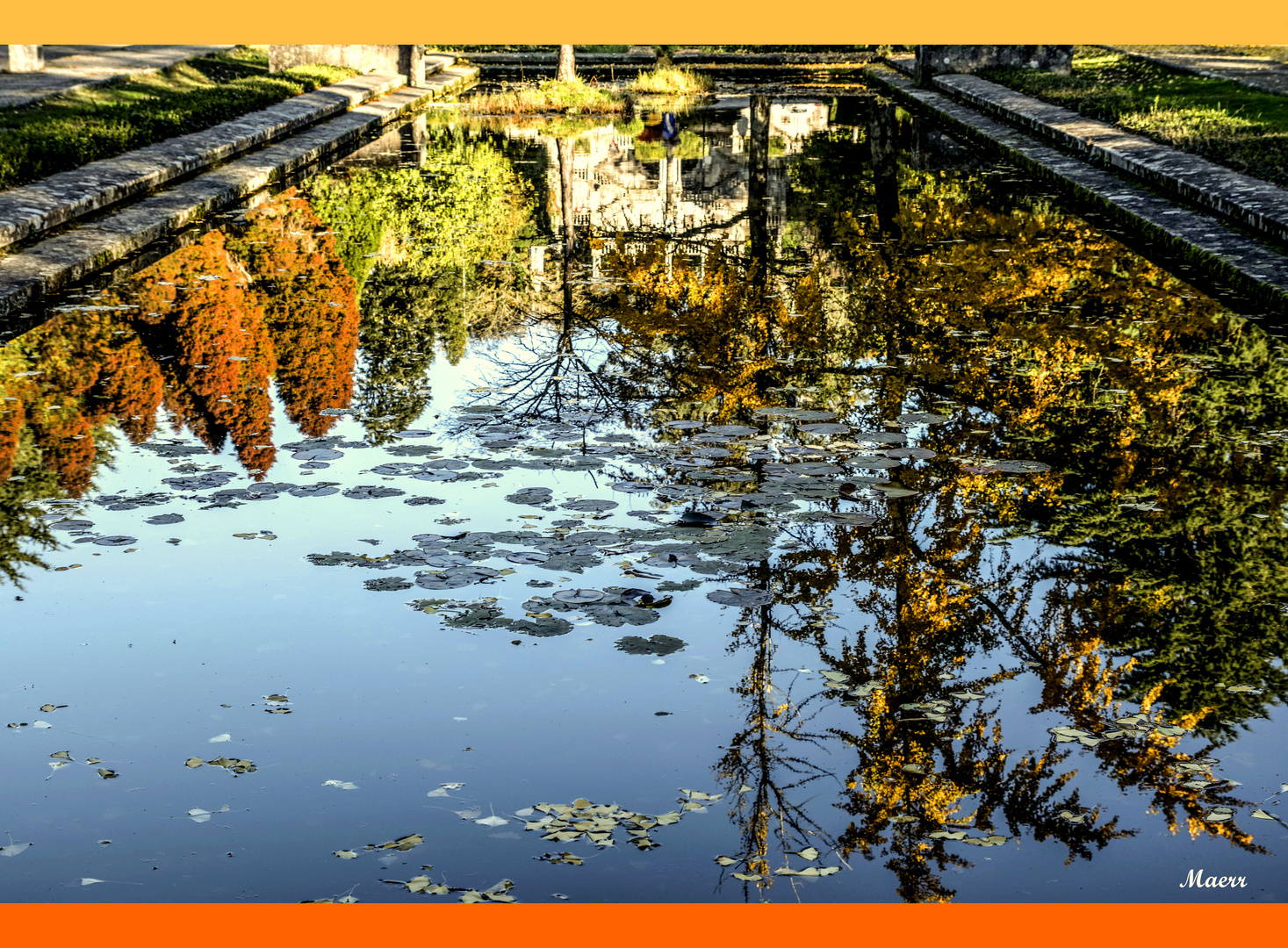 Reflejos en el estanque de las ranas