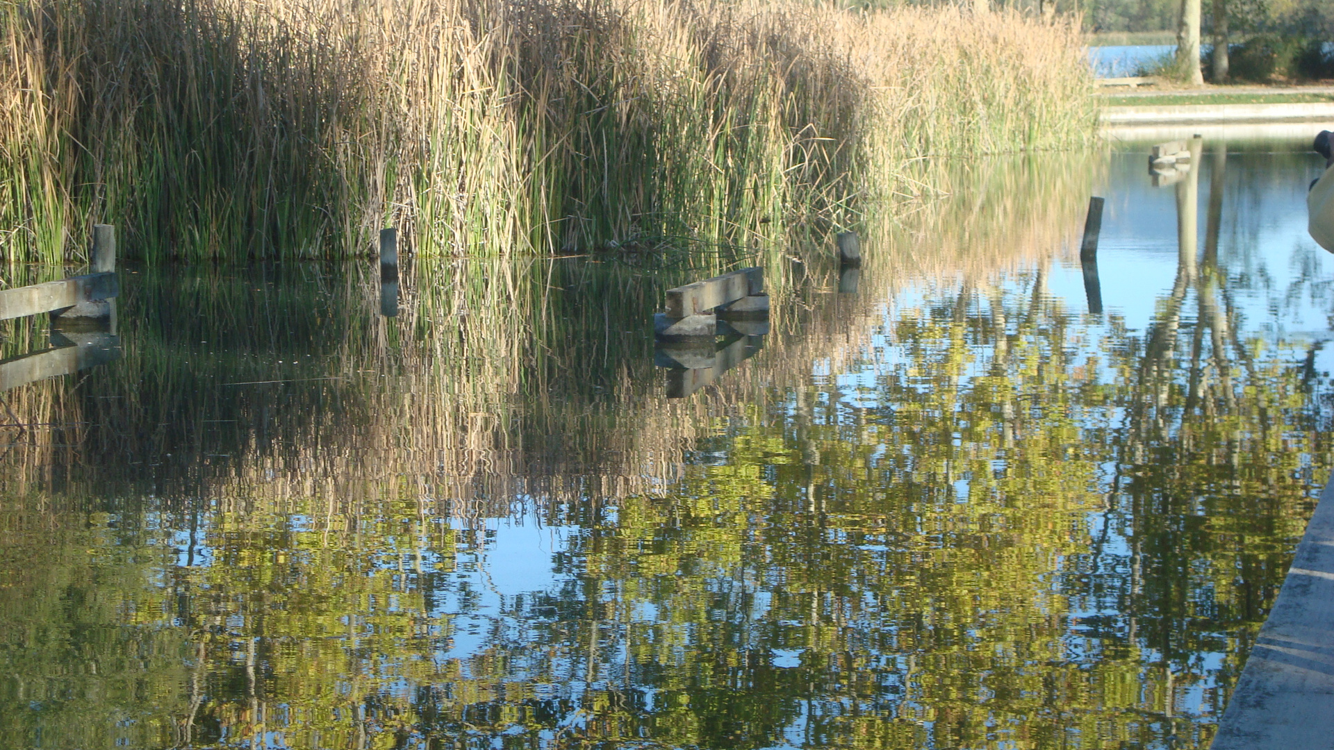 reflejos en el lago