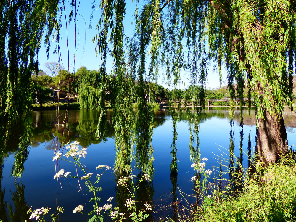 Reflejos en el rio