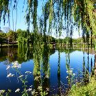 Reflejos en el rio