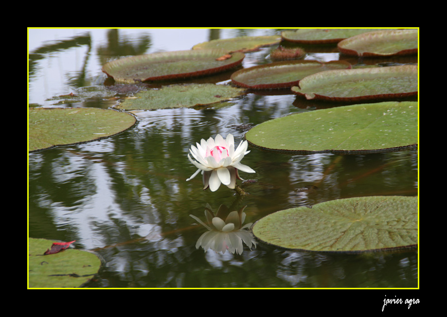 REFLEJOS