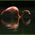 Reflejos Flamencos