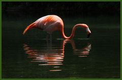 Reflejos Flamencos