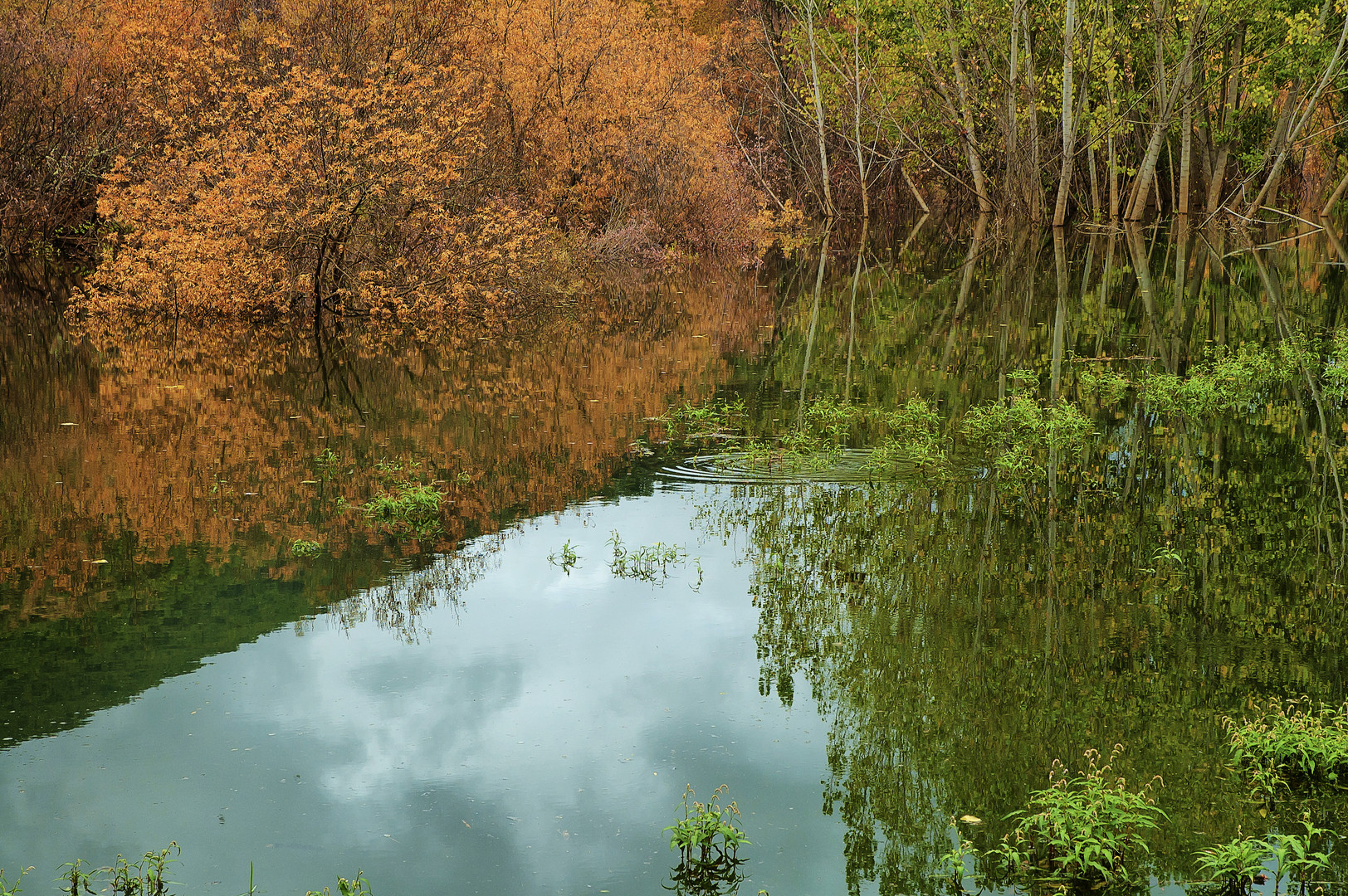 REFLEJOS OTOÑALES I