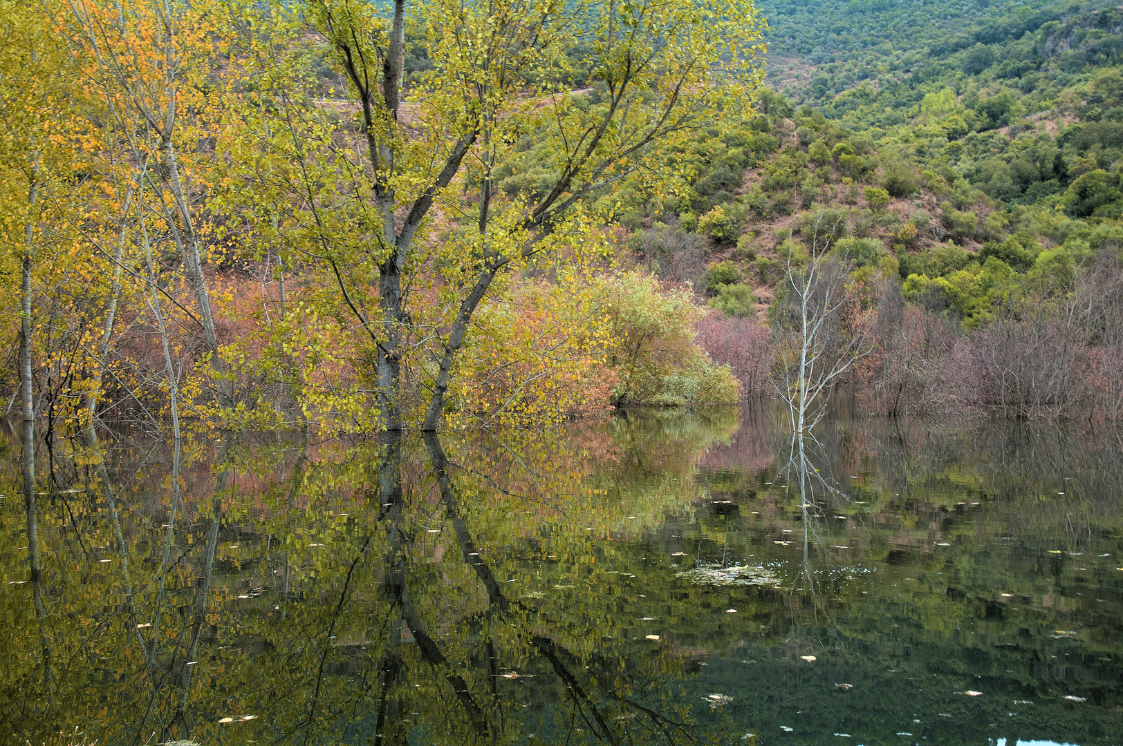 REFLEJOS OTOÑALES II