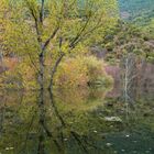 REFLEJOS OTOÑALES II