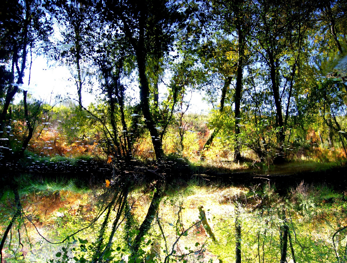 Reflejos y árboles