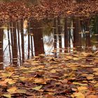 Reflejos y colores de otoño