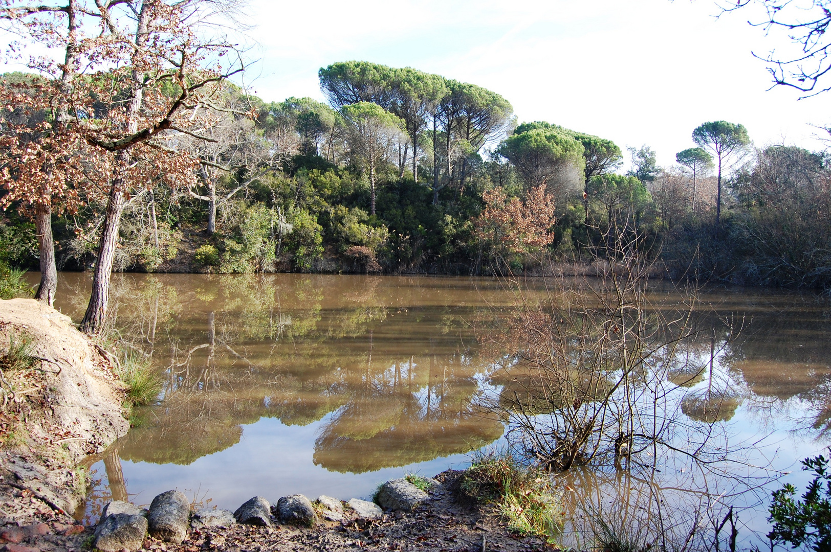 reflejos y naturaleza