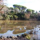 reflejos y naturaleza