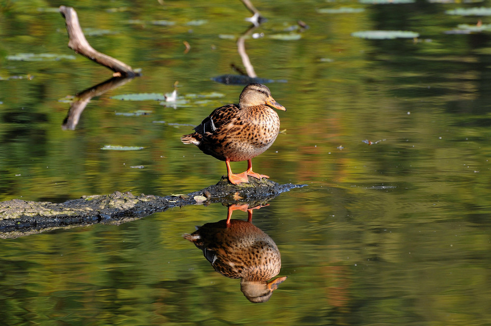 Reflektierende Entenbrust