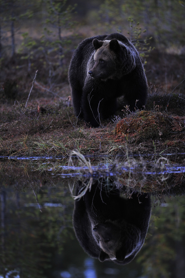 Reflektion am Abend - Braunbär