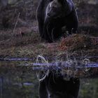 Reflektion am Abend - Braunbär