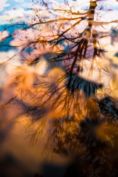 Reflektion: Blätter und Wasser. - Reflection: leaves and water.