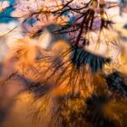 Reflektion: Blätter und Wasser. - Reflection: leaves and water.