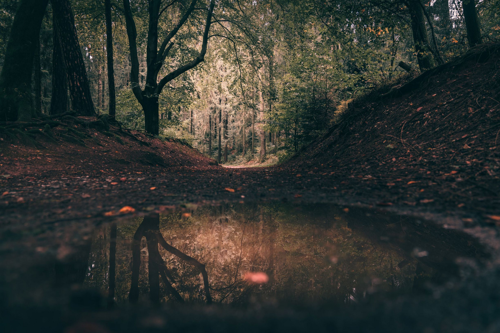 Reflektion im Herbstwald