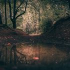 Reflektion im Herbstwald