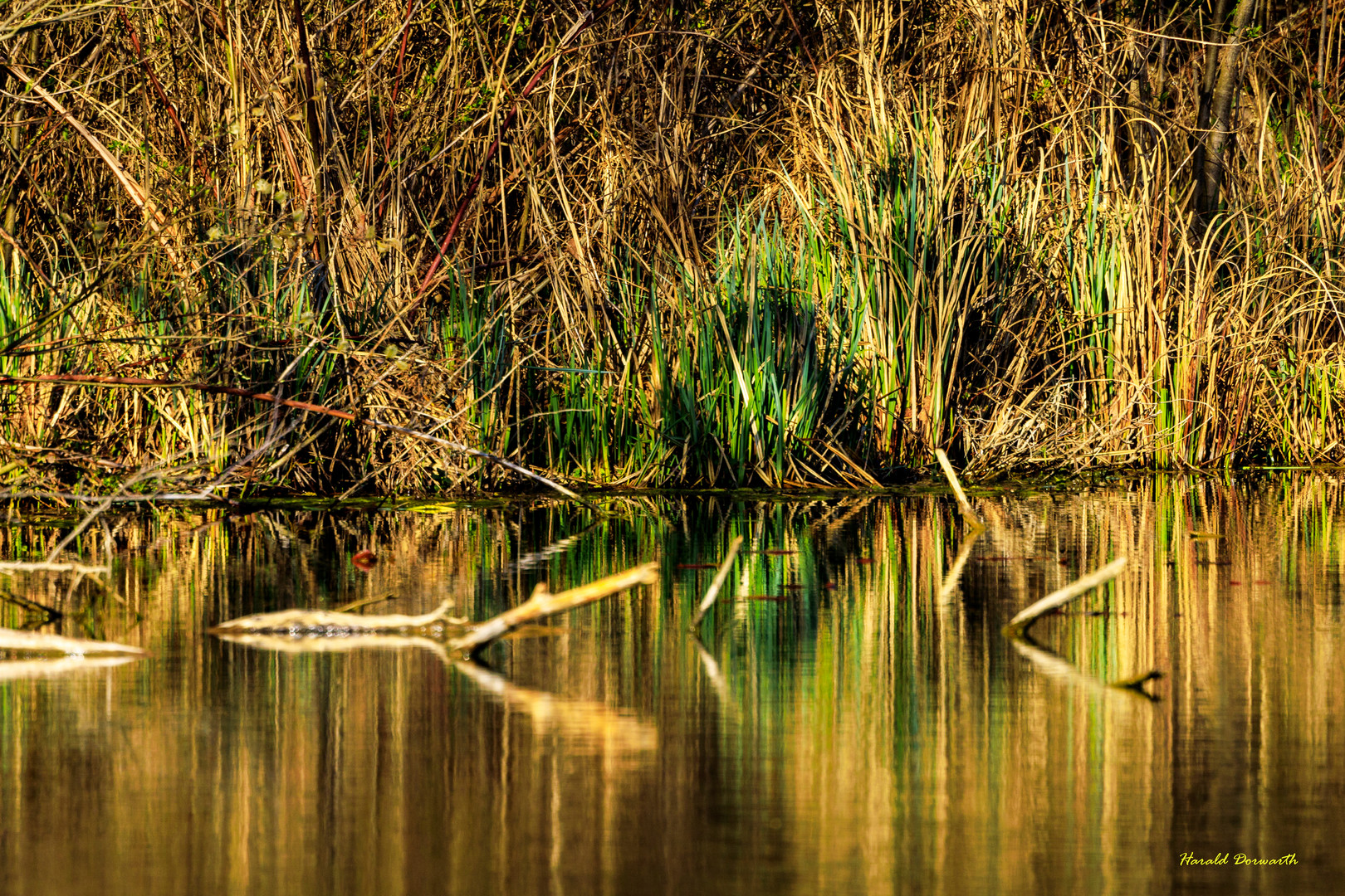 Reflektionen am Zeuterner See